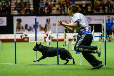 Prípravy na MS v agility vrcholí