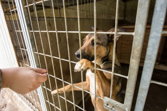 Jeden deň v psom útulku Bouchalka