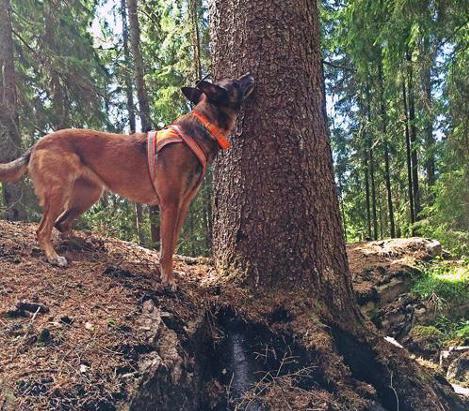 Pomôžu psy zvládnuť lykožrútovej kalamity?