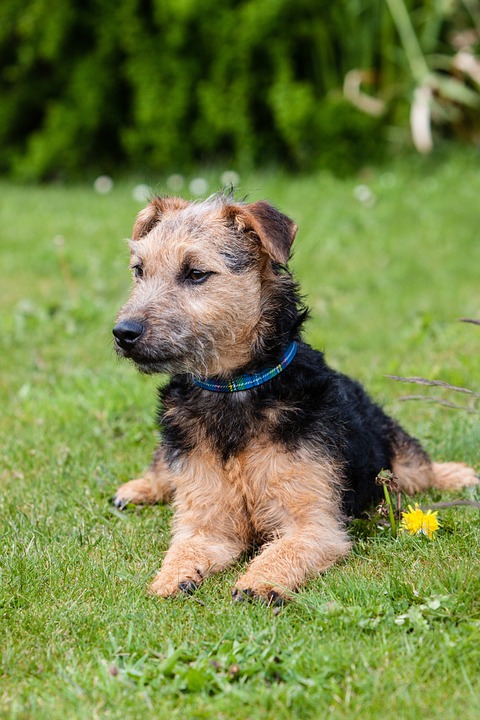 Dĺžku života psov je možné významne predĺžiť