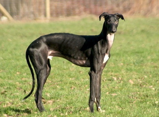 španielsky galgo