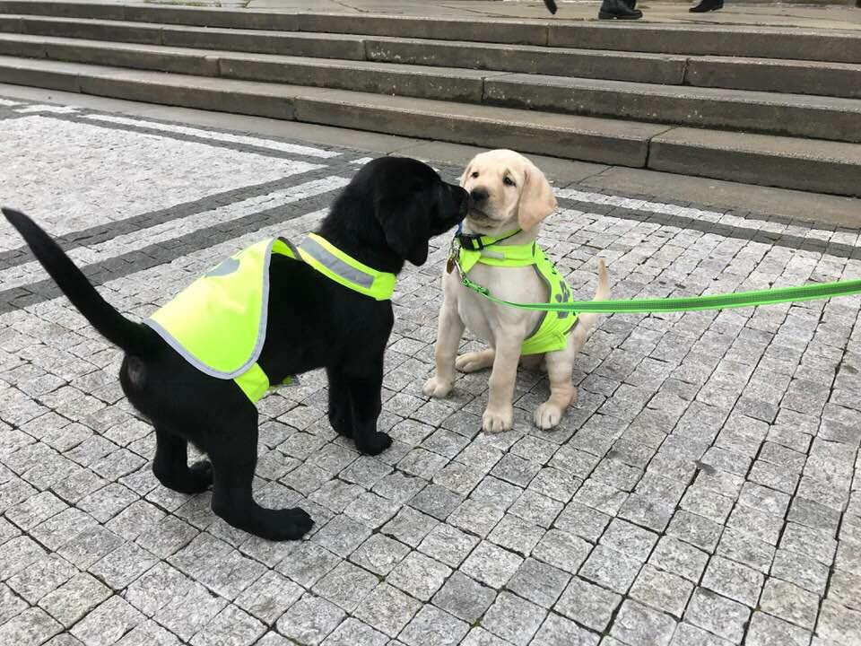 Radnica Prahy 5 sa stará o dva labradora súrodencov