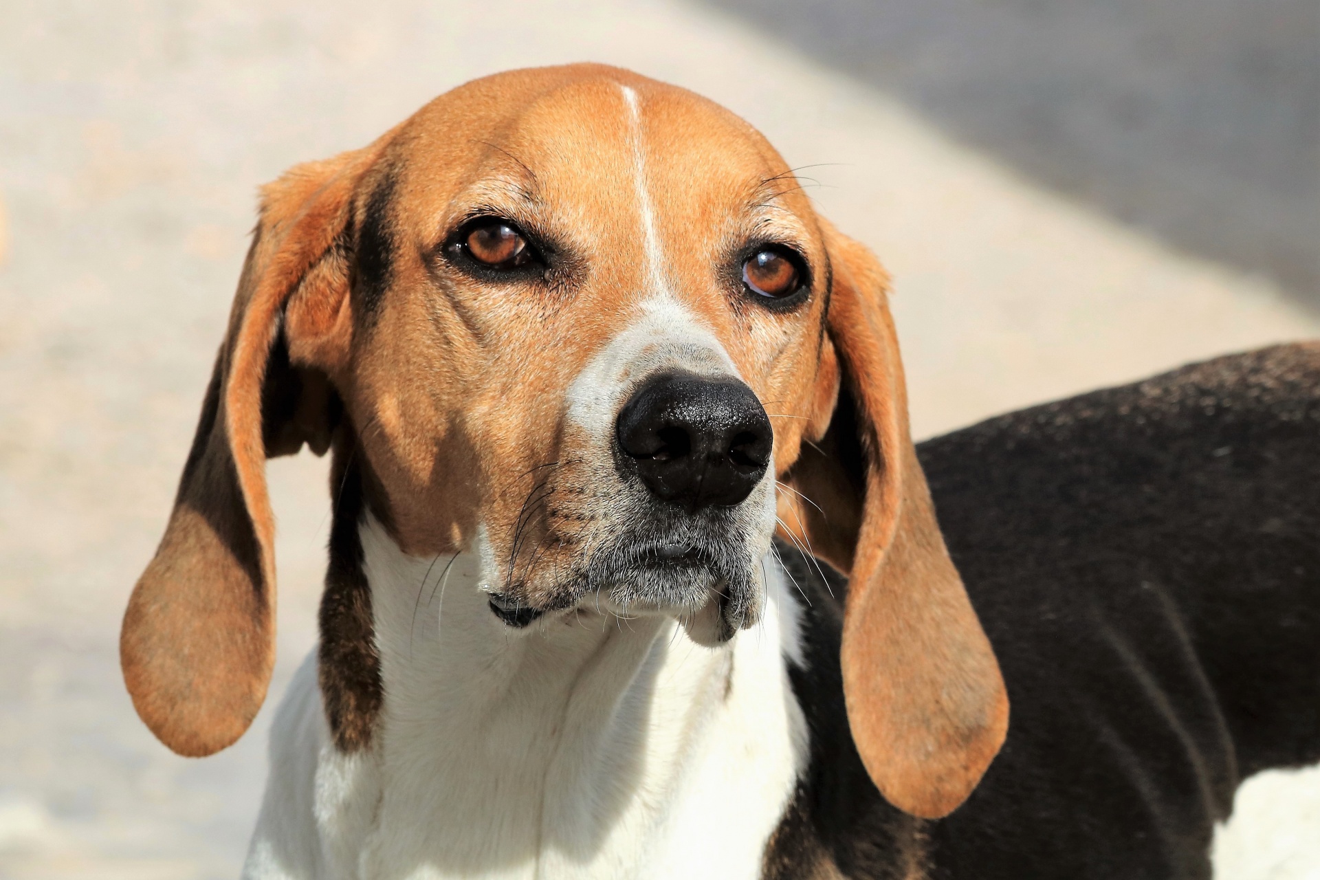 americký foxhound