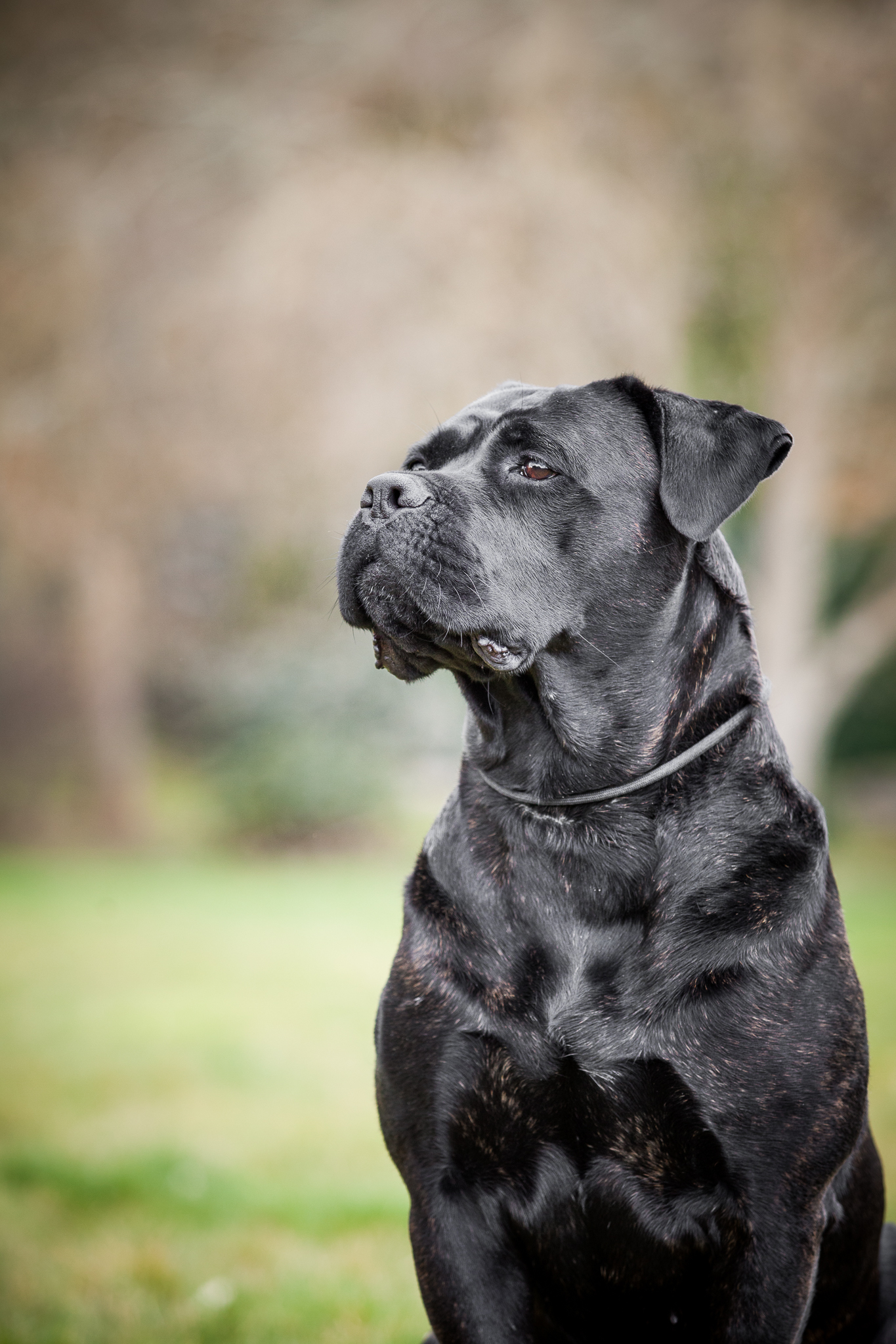 Dedičnosť dysplázia bedrového kĺbu u psov