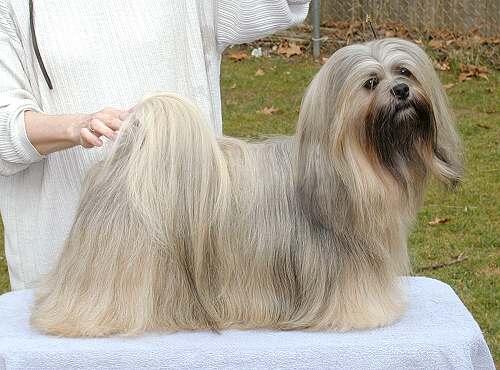 Lhasa apso