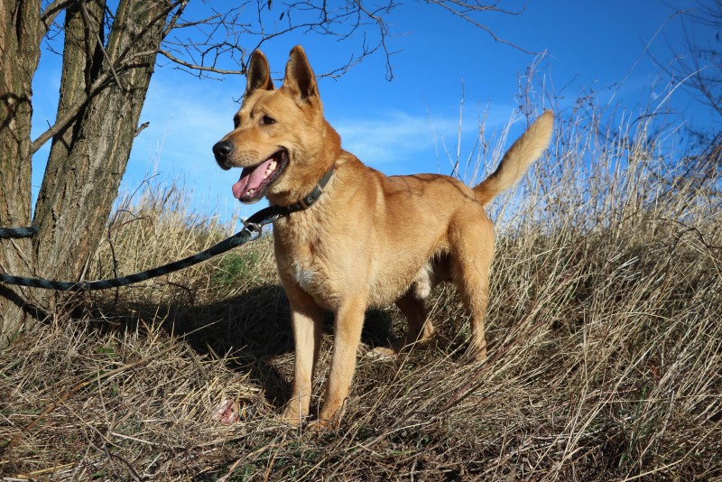 Predstavenie slovenských útulku Sloboda zvierat