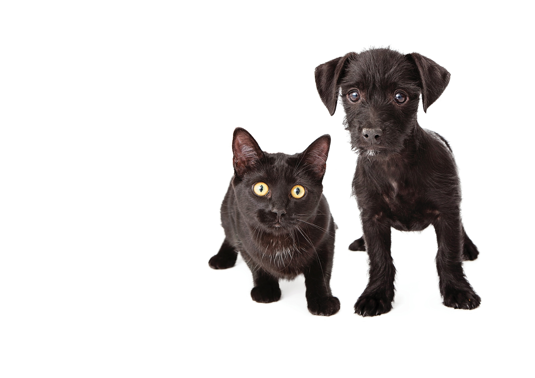 Na veľtrhu FOR PETS si môžete nechať očipovat psíka alebo adoptovať mačičku