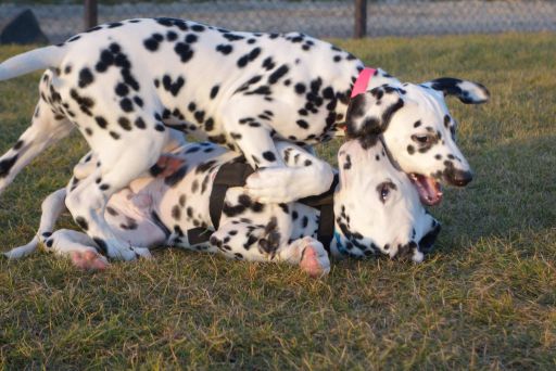 Tip pre pražskej psíčkarov: Pesopark Uhříněves otvára nové kurzy pre šteňatá