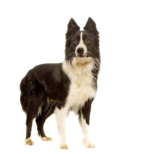 3 časté mýty o výžive psov a mačiek