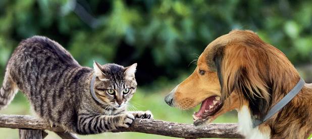 Kliešte už útočia!