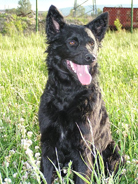 Chorvátsky ovčiak