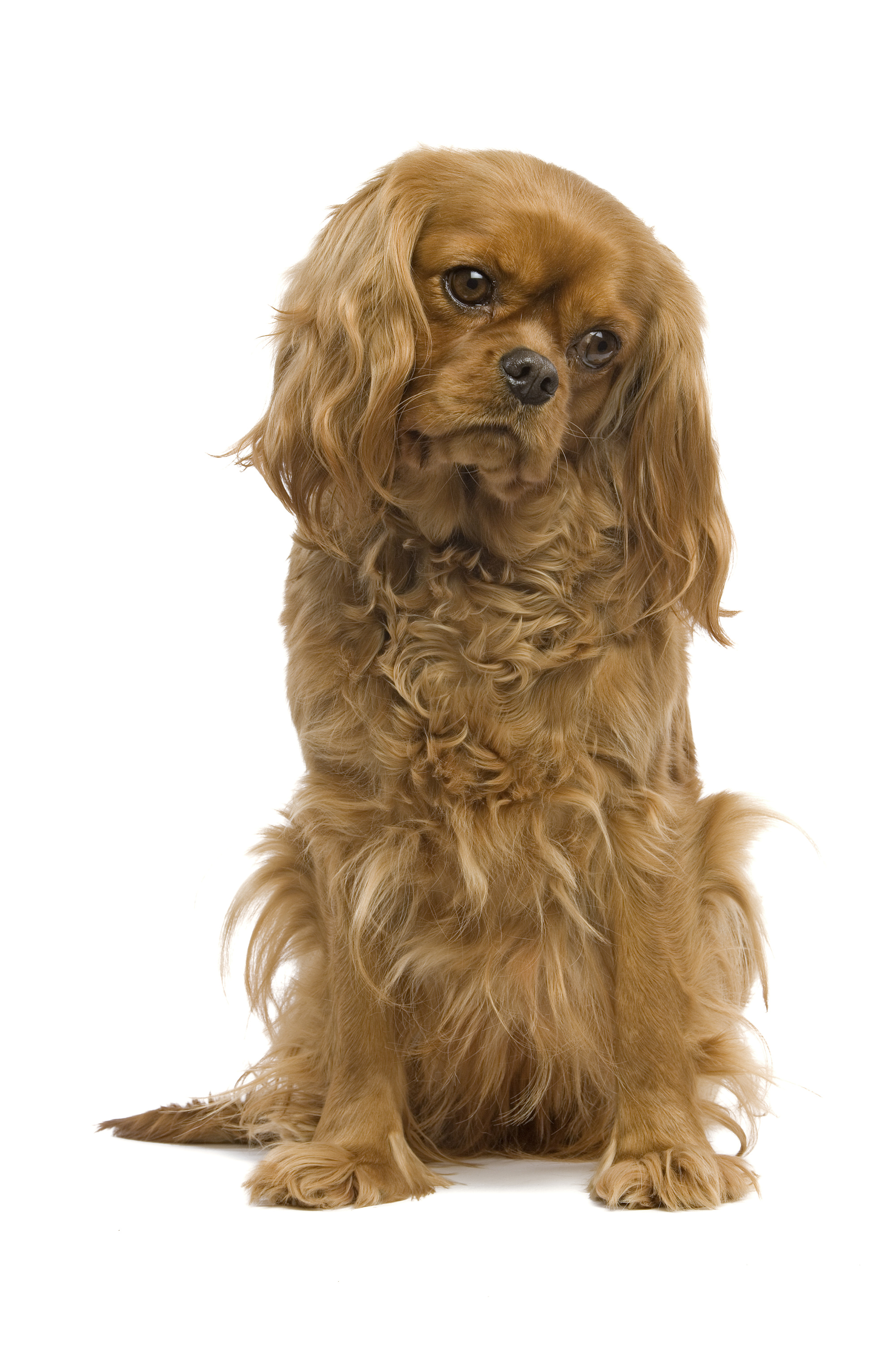 Obezita - vážny zdravotný problém psov a mačiek