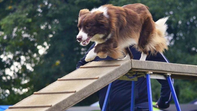 Na čo slúži kĺbová výživa a ako fungujú psie kĺby