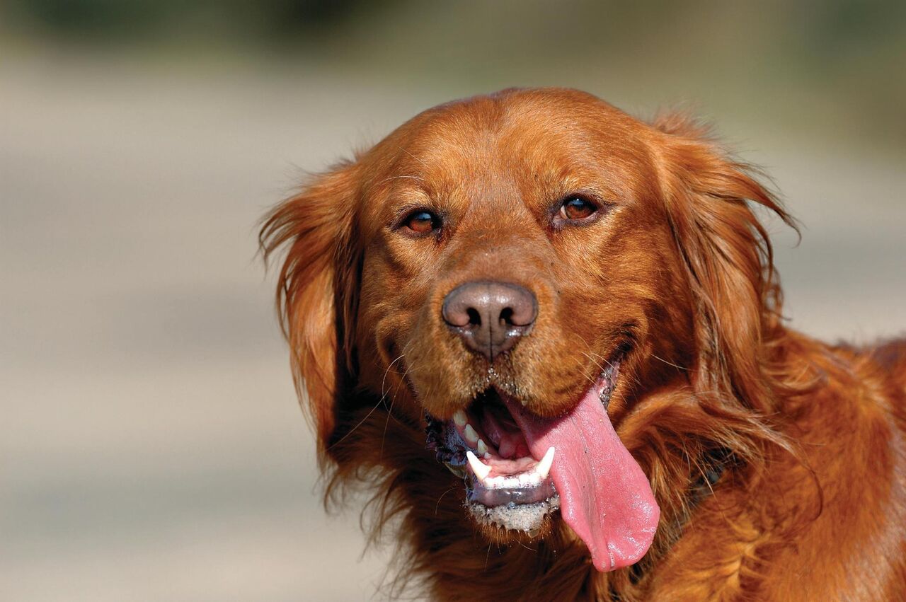 Najlepšia dovolenka sa štvornohým parťákom