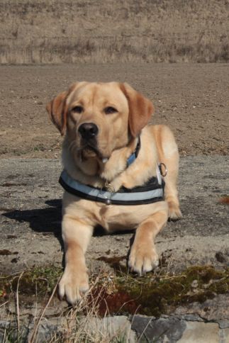 Tomášov strážny anjel sa volá Corny