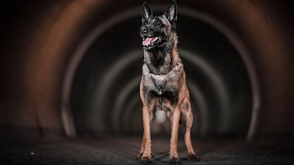 Psie hrdina Connor zadržal nebezpečného násilníka