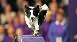 Pozvánka na DogFest: 1. septembra 2018 sa uskutoční najväčšie psie festival u nás