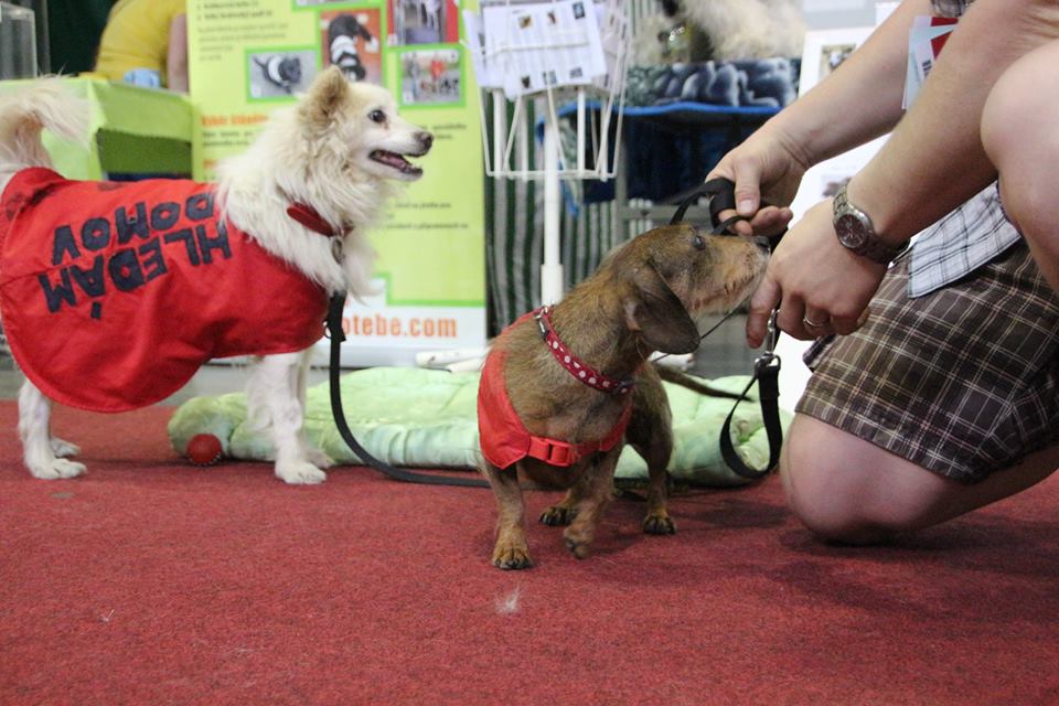 Pozvánka: SVETOVÝ DEŇ ZVIERAT 2018