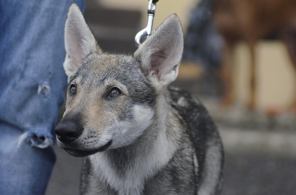 Vyskytuje sa u nás besnota?