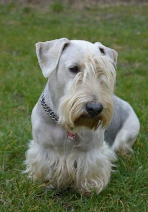 Sto rokov pejskaření v Čechách