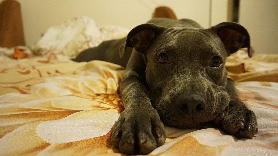 Prieskum: Pre koľko ľudí je domáci maznáčik najobľúbenejším členom domácnosti?