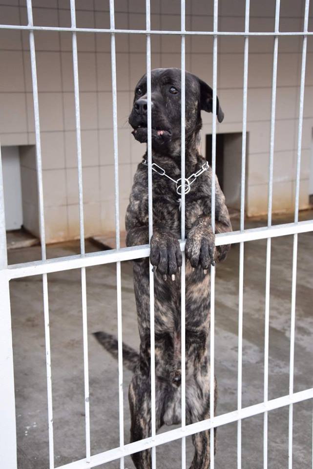 Pozvánka: Nemá tvár usporiada 12. decembra jedenástej Vianoce v zlínskom útulku