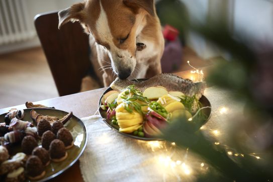 Šťastné a veselé aj pre psíkov