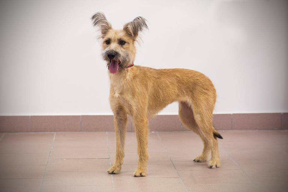 Psíci zo spolku Toulavé Labky hľadajú nový domov