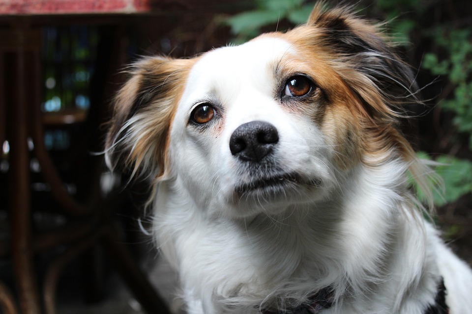 Aplikácia očných kvapiek