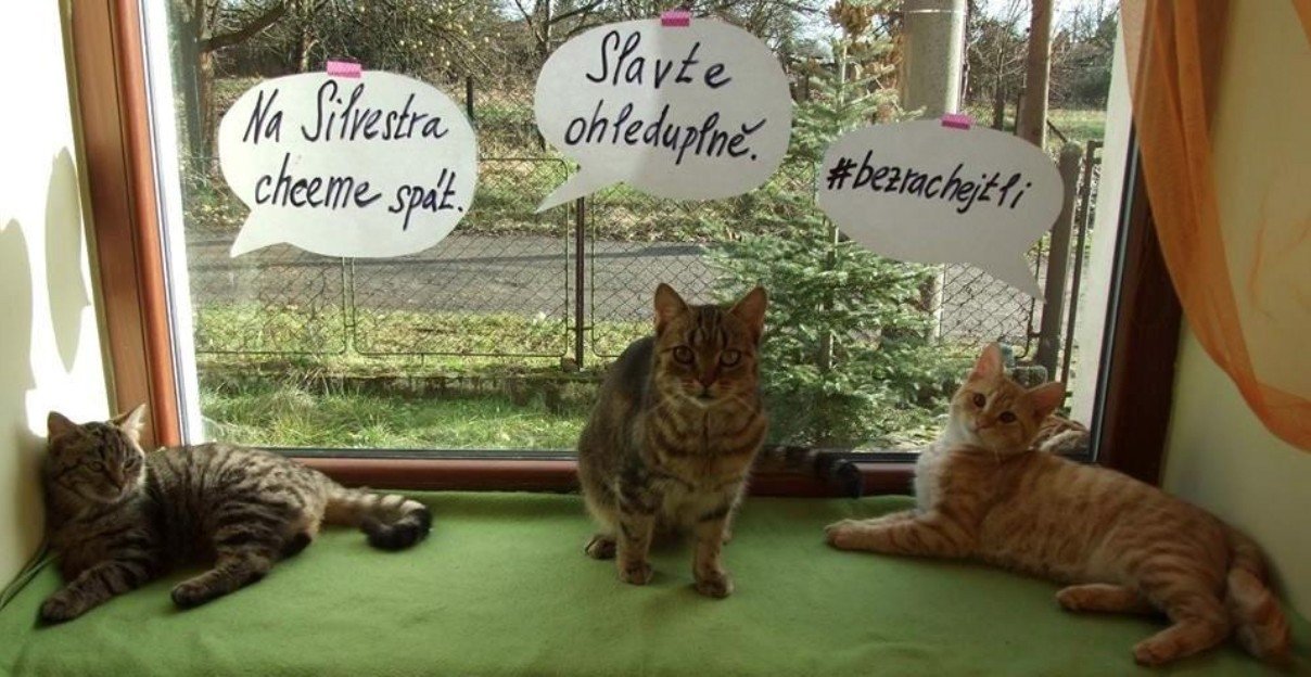 Obrancovia zvierat varujú pred rizikami hlučného silvestrovského veselí