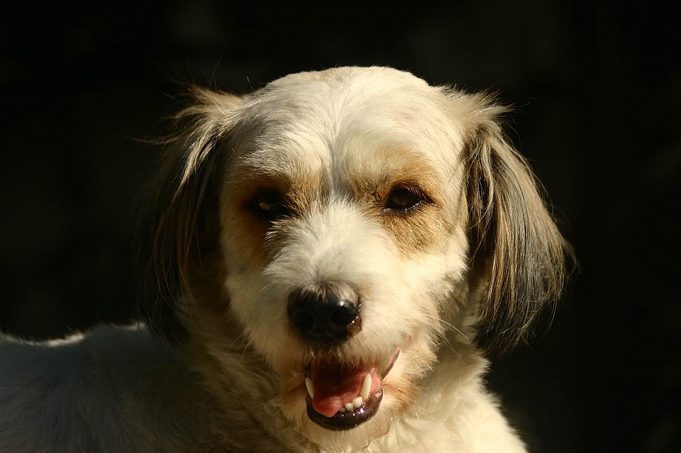 najbežnejšie červy