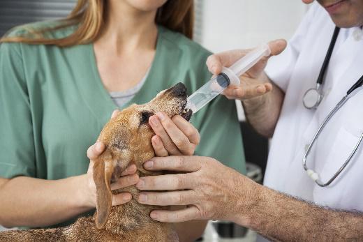 Prvá pomoc pri konzumácii toxické potraviny