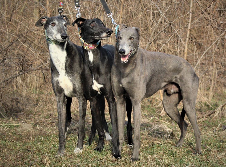 Zachrániť chrta z Číny? Misia takmer nemožná!