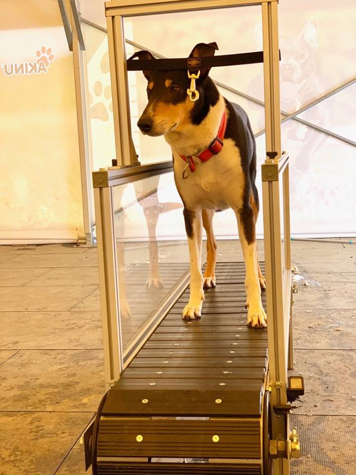 Už ste počuli o behacom trenažéru pre psov?