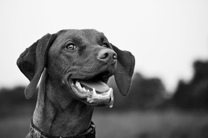 Venčenie na jar nemusia byť horor. Ako ochrániť psa pred parazitmi?