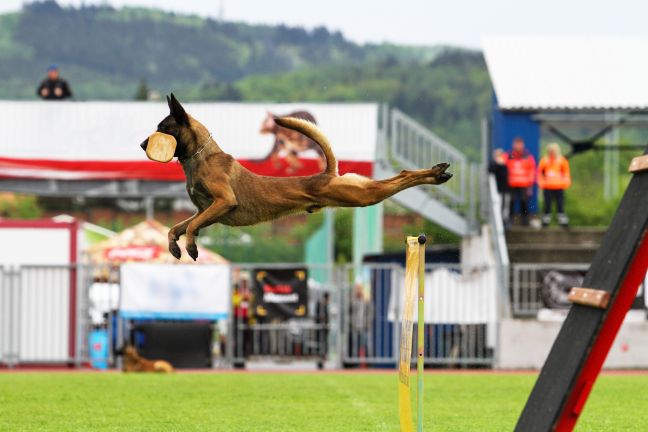 Piesok zaplní stovky belgických ovčiakov