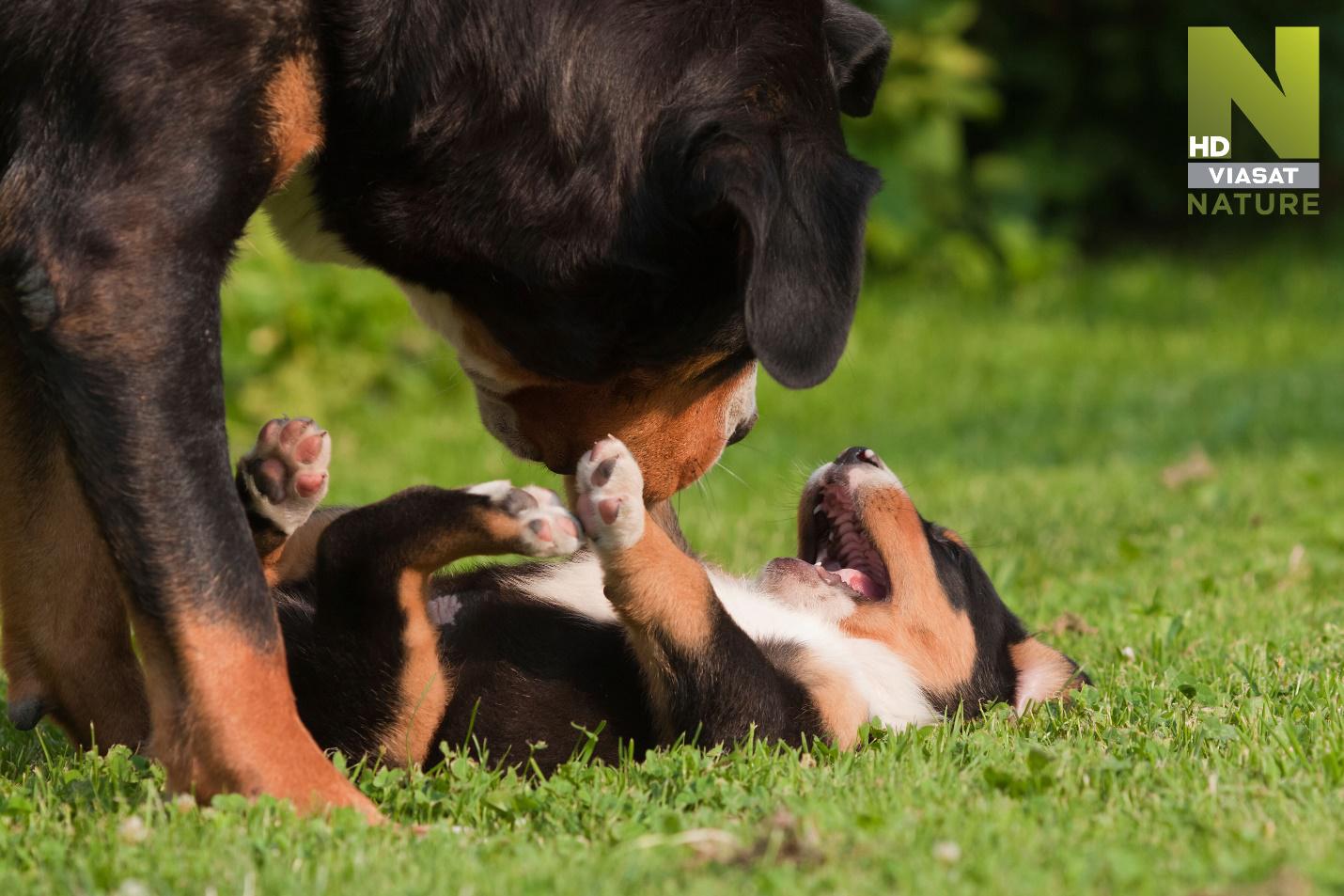 Tip na nový dokument: Utajený svet šteniat
