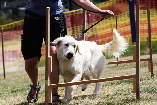 Siedmykrát bude Monínec patriť psom