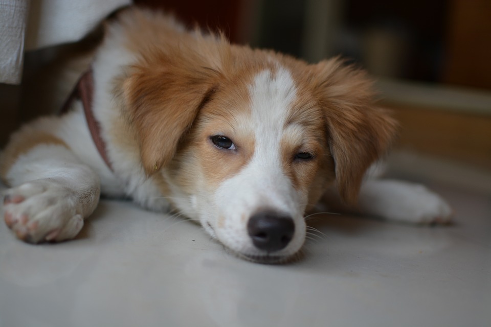 upokojujúce feromóny