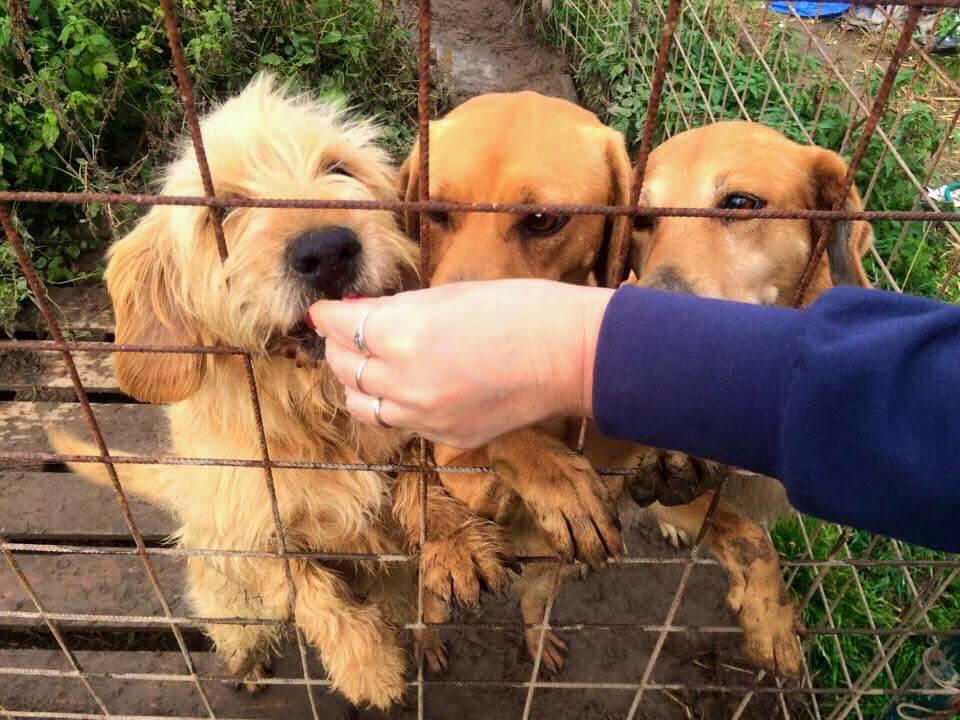 Stop plytvanie: krmivo, ktorému končí dátum minimálnej trvanlivosti, pomáha v útulkoch