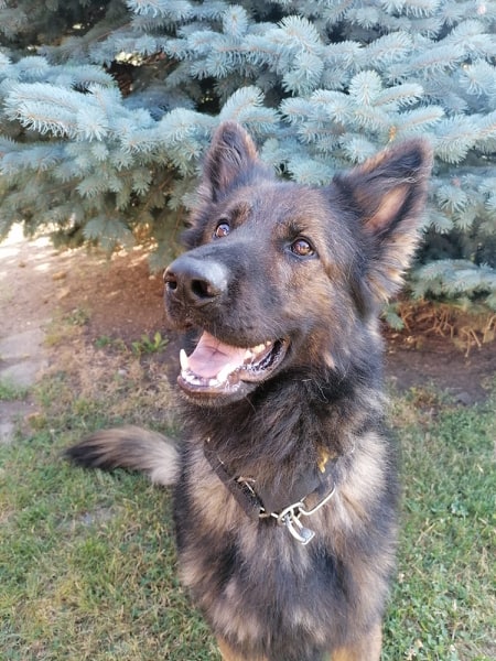 Hrdina na štyroch nohách