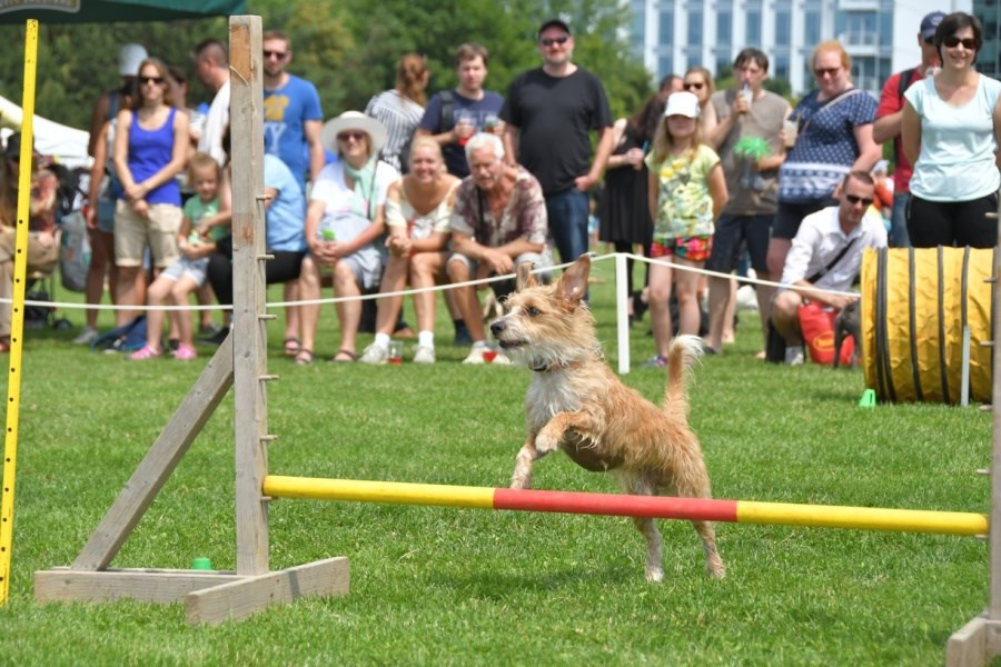 Pozvánka: Svetový deň zvierat 2019