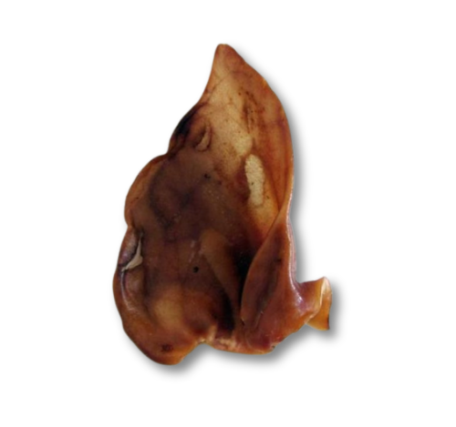 Bravčové Sušené Ucho - 1ks