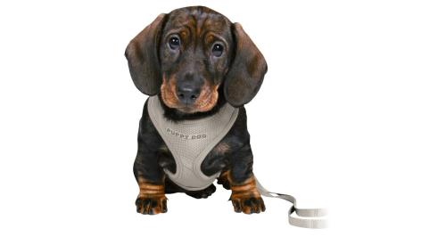 Trixie Postroj Vesta a Vodítko Pre Šteňatá - Šedá